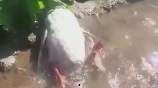 王大娘最新爆料视频,惊人内幕曝光！